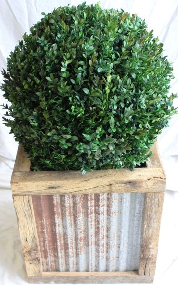 15"-30" Boxwood Globe - Click Image to Close